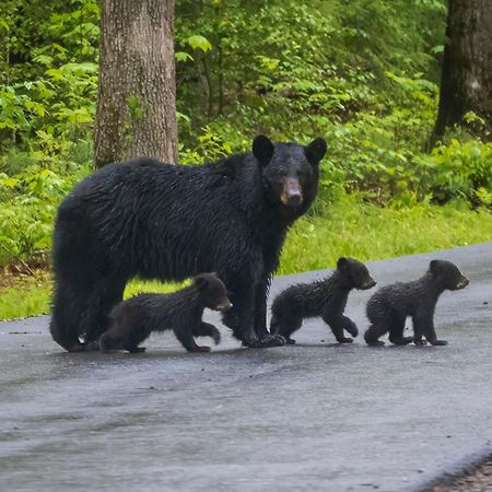 Lazy Bear Lodge, Hot Tub, Resort Pool, Wifi, 1089 Free Tickets Each Paid Day, Dollywood And More Gatlinburg Extérieur photo