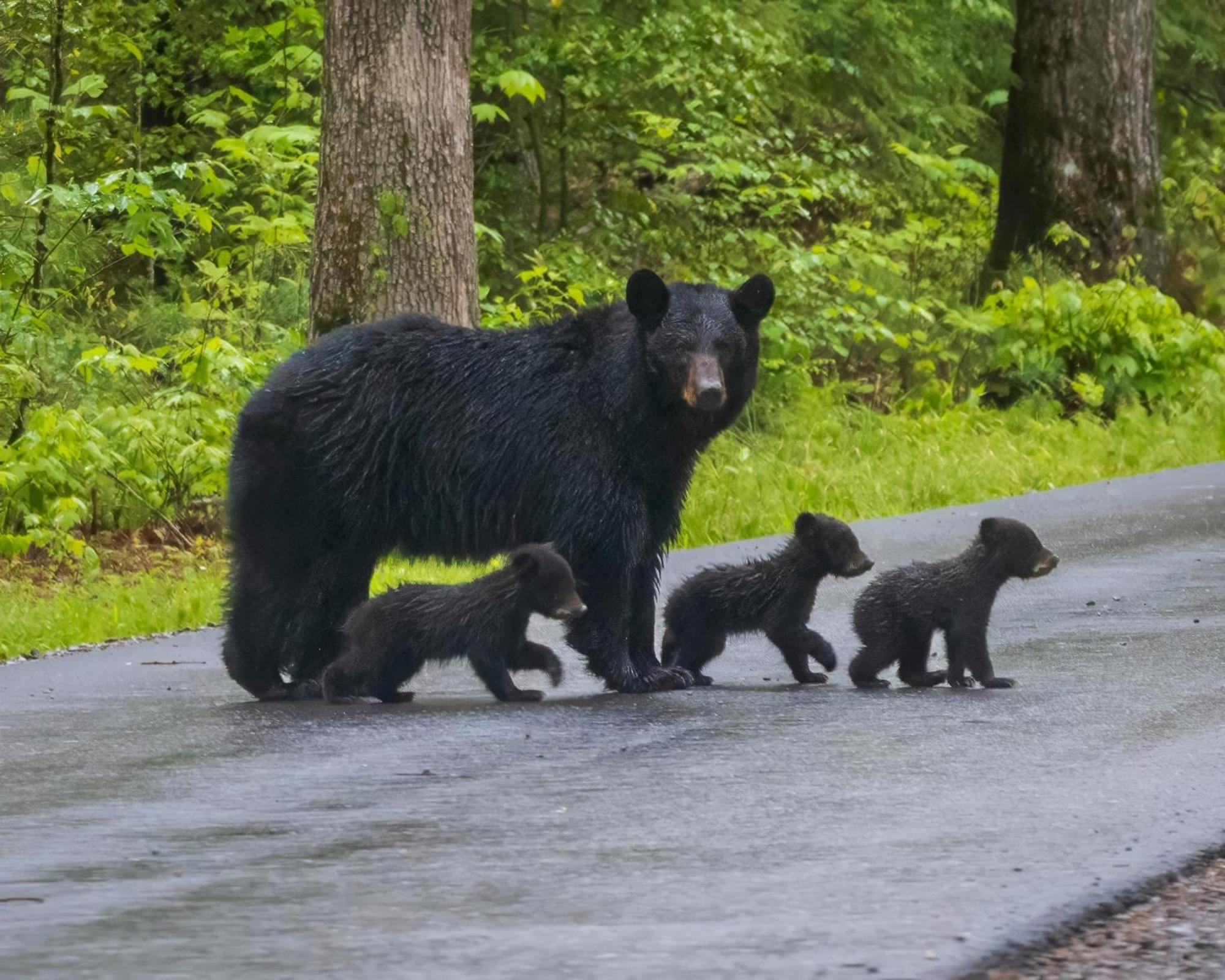 Lazy Bear Lodge, Hot Tub, Resort Pool, Wifi, 1089 Free Tickets Each Paid Day, Dollywood And More Gatlinburg Extérieur photo